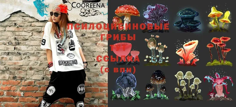 Псилоцибиновые грибы Psilocybine cubensis  Богданович 